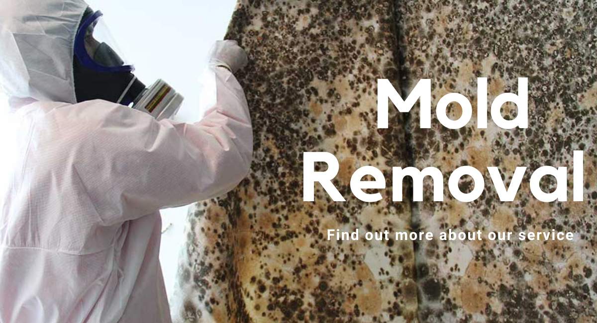MOLD REMOVAL AND REMEDIATION