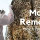 MOLD REMOVAL AND REMEDIATION
